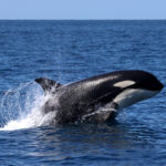 Estudo de associação algarvia documenta contacto de orcas com barco já em 2018