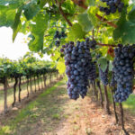 Produção de vinho no Algarve deverá crescer até 15% e aproximar-se de ano recorde