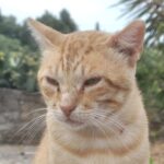 Encontrou gatinhos abandonados? Há uma app gratuita que diz exatamente a quem ligar