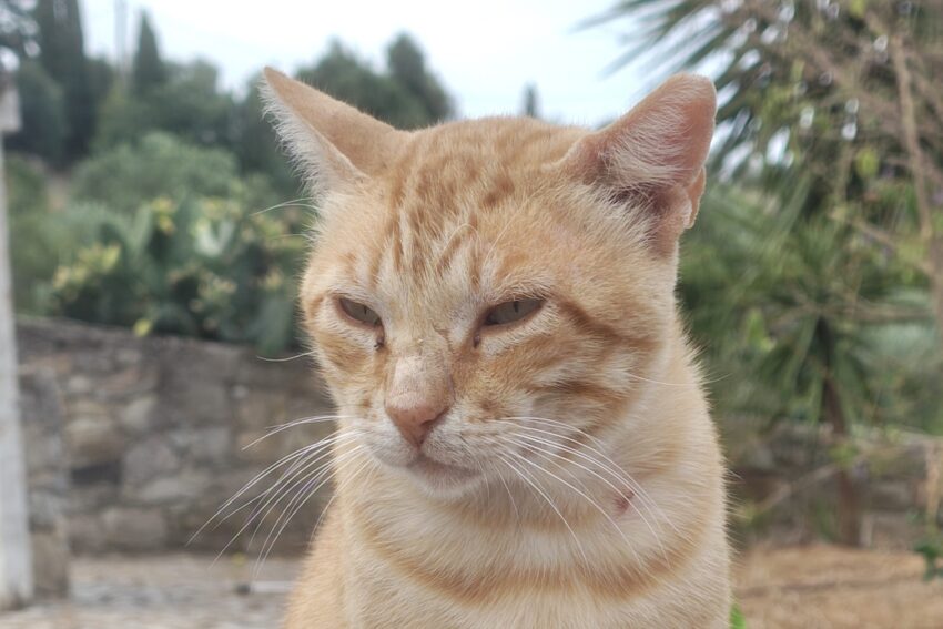 Gato. Créditos: Stray – Algarve Cat Help