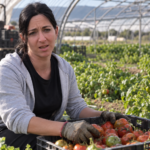 Clara, agricultora: “Prefiro deitar fora a minha colheita a pagarem-me metade do que vale”