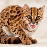 Há 100 anos que não acontecia: descoberta nova espécie de felino selvagem que pesa pouco mais de 1 quilo