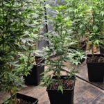 GNR detém três pessoas por tráfico de droga em Tavira e apreende mais de 17 mil doses de canábis