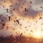 Lisboa liberta 30 mil mosquitos estéreis para travar mosquito-tigre-asiático