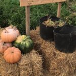 Agricultura, natureza e tradição juntam-se na Festa na Horta em Tavira