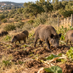 Algarve abrangido por projeto-piloto de 500 mil euros para controlo de javalis