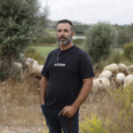 Ovelhas e cabras fazem manutenção natural do Amendoeira Golf Resort no Algarve [fotogaleria]