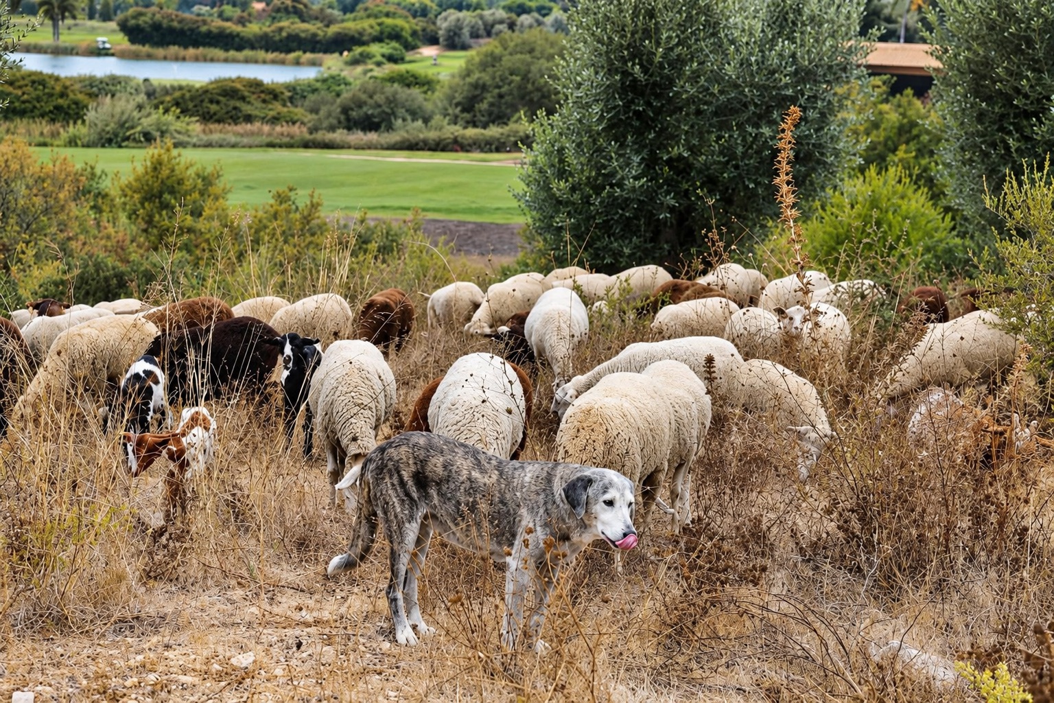 A limpeza da vegetação de um resort no Algarve é feita por cabras e ovelhas. Crédito: Lusa