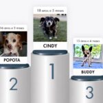 Cindy tem 18 anos e é o cão mais idoso do concelho de Loulé