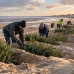 Inglaterra está a enterrar mais de 2.000 árvores de Natal nas praias e o motivo está a surpreender
