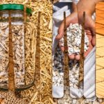 Cana e casca de ostra do Algarve dão origem a novos produtos