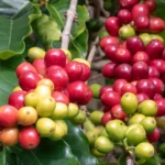 Nos Açores há uma pequena localidade onde se cultiva café e a explicação está no clima